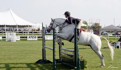 horse jumping  3101