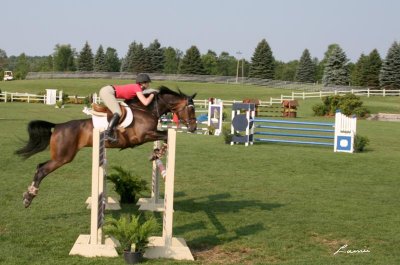 horse jumping 2377