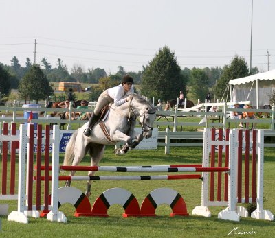 horse jumping 2392