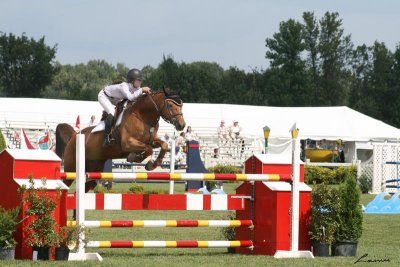 horse jumping  4594