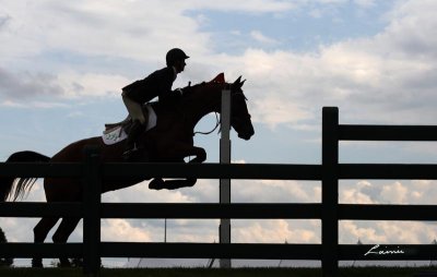 horse jumping  4854