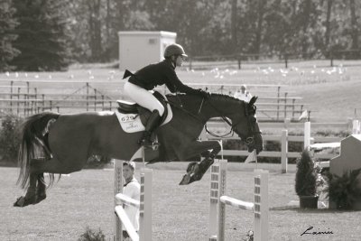 horse jumping 5398