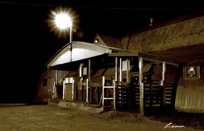 Leo's Livestock 8268 night photo