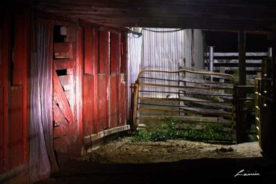 Leo's Livestock 8329 night photo