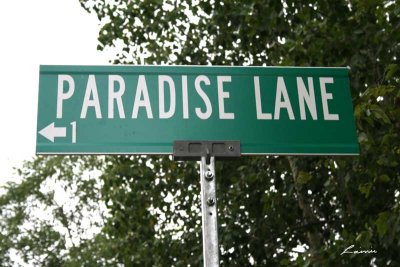 Paradise Lane 0119