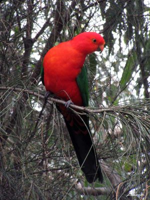 parrot 067