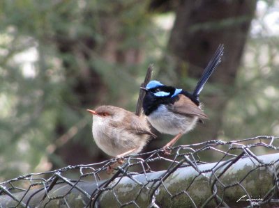 fairy wren male and female725