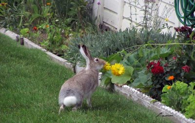 hare smelling flower 552