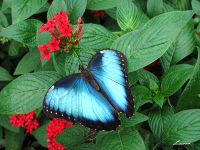 butterfly 358