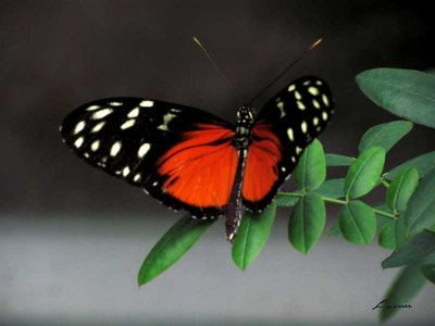 red butterfly 351