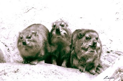 three stares 386