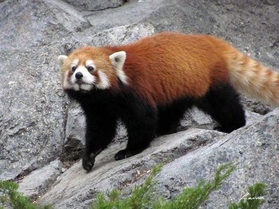 red panda 505