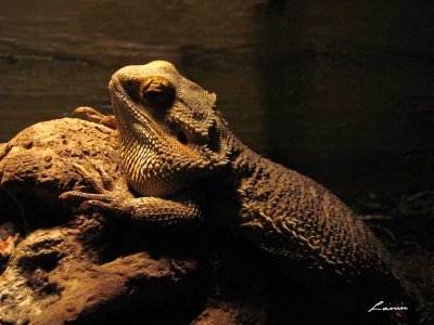 Animals 2