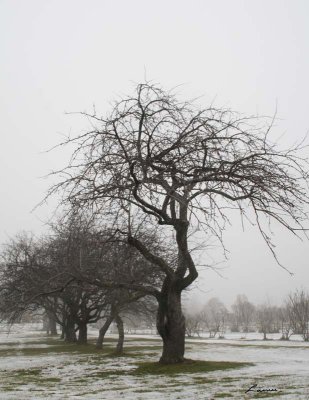 tree 6147