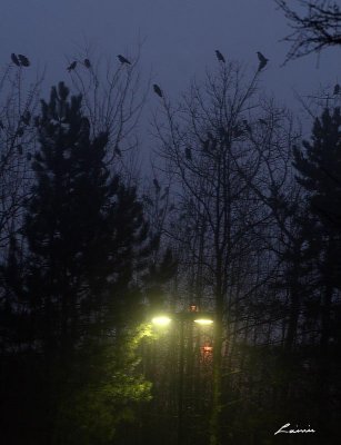 crows 6554 night photo