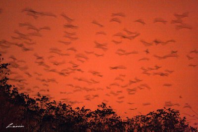 crows in flight at night 7455 night photo