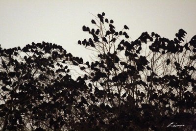 counting crows 7520 night photo