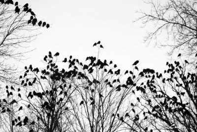 crows 7423 night photo