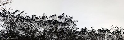 crows 7438 night photo