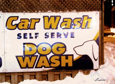 Dogs, leave your owners at home and wash yourselves 8527