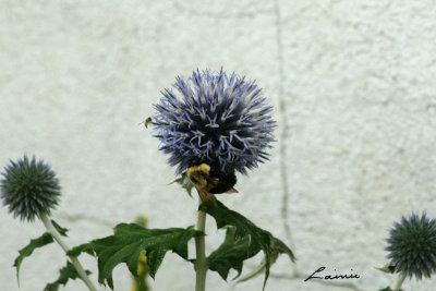 big bee little bee 8362
