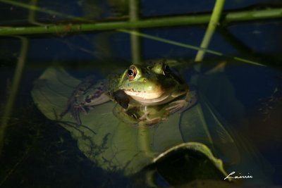 frog face 9729