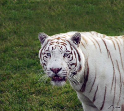 white tiger  6372