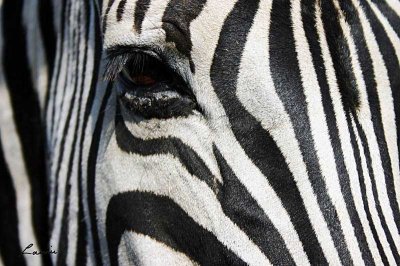 zebra 2 - 22