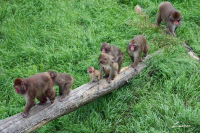 monkeys 6409