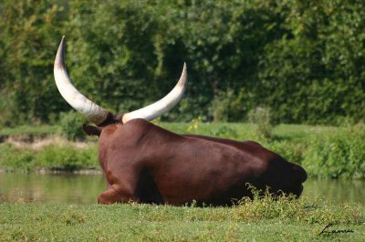 long horns 6093