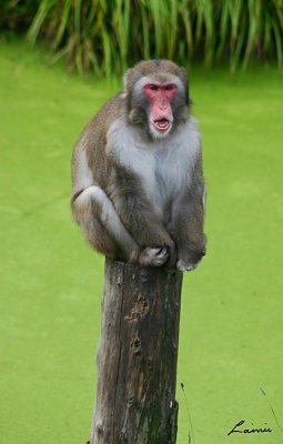 monkey  2 - 23