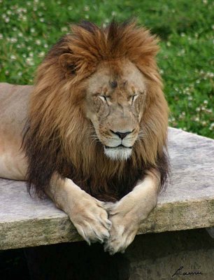 lion praying 2 - 47