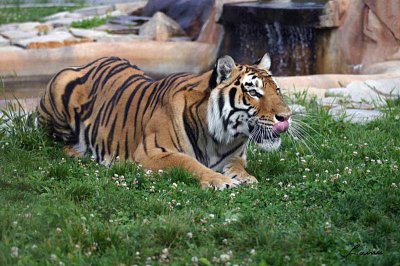 tiger 2 - 17