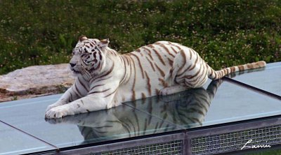 white tiger 2 - 48