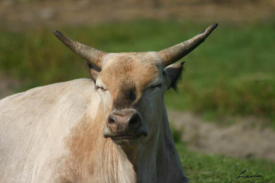 cow  2 - 40