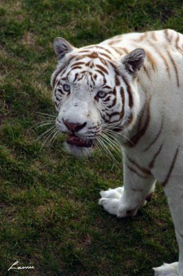 white tiger 2 - 15
