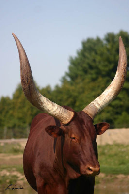 horns 2 - 70