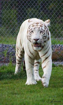 white tiger 2 - 42