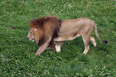 lion  2 - 49