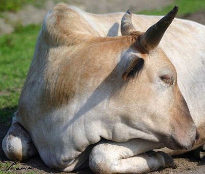cow 2 - 72