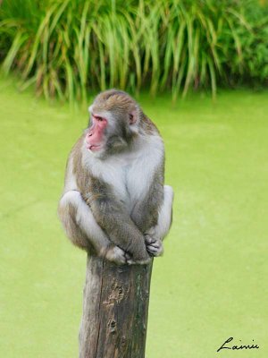 monkey 2 - 28