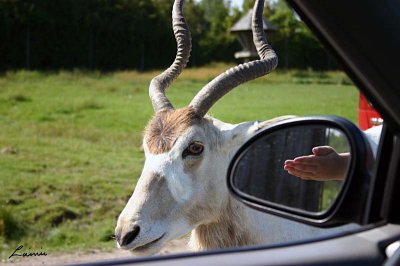 antelope  2 - 39