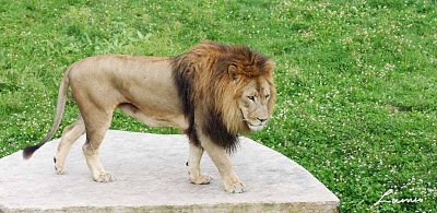 lion  2 - 64