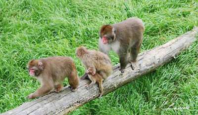 monkeys 2 - 66