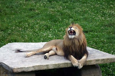lion 6351