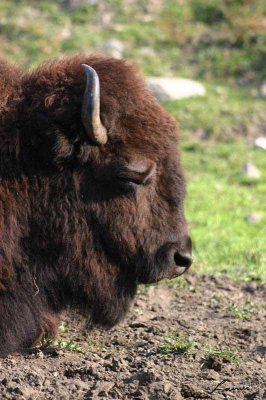 bison  2 - 75