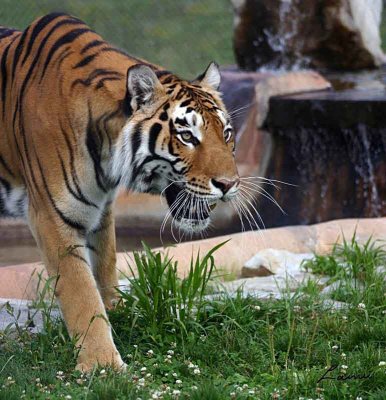 tiger 2 - 44