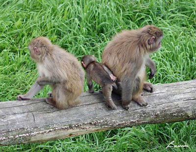 monkeys 2 - 25