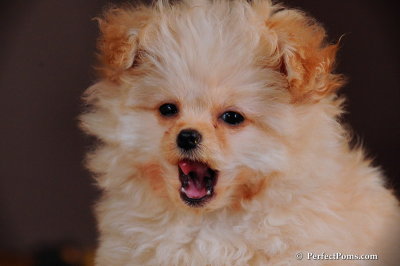 Itsy  - Teacup Pomapoo