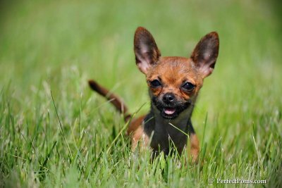 Precious  Incredibly tiny Teacup Chihuahua